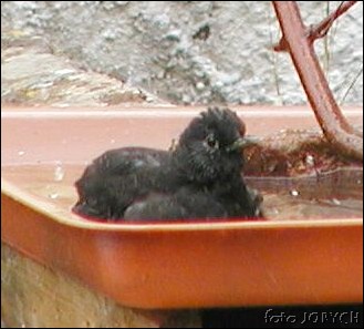 30birdpool.jpg